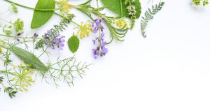 Medicinal Herbs Natural Therapy